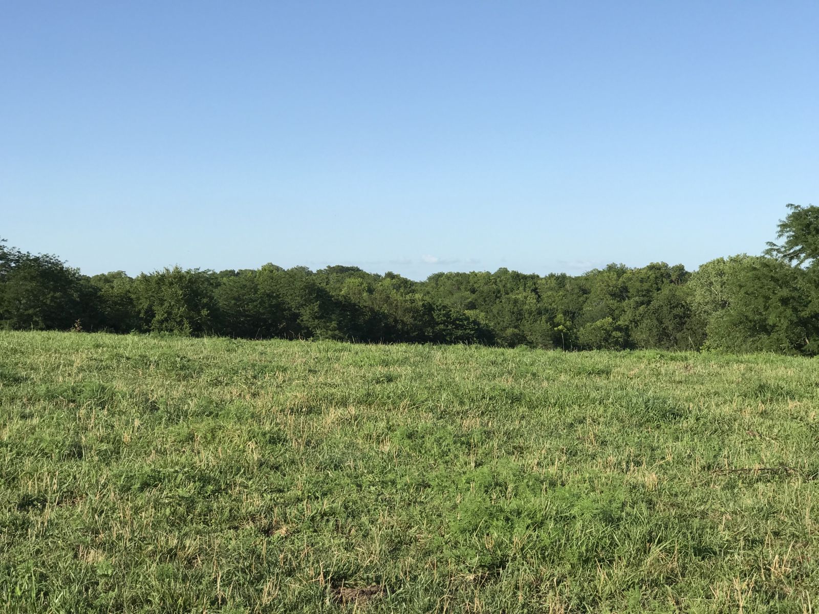 HENRY COUNTY LAND AUCTION   49+/- ACRES