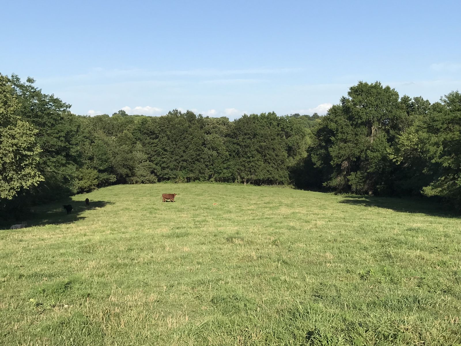 HENRY COUNTY LAND AUCTION   49+/- ACRES